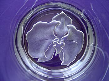 グラス底面に彫刻した「胡蝶蘭」のクローズアップ画像