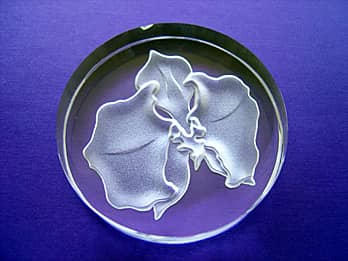 胡蝶蘭の彫刻を施した、丸形のクリスタルガラス製ペーパーウェイト