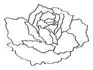 多段彫り用の図案（バラの花）