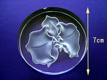 ペーパーウェイト胡蝶蘭のサイズ画像